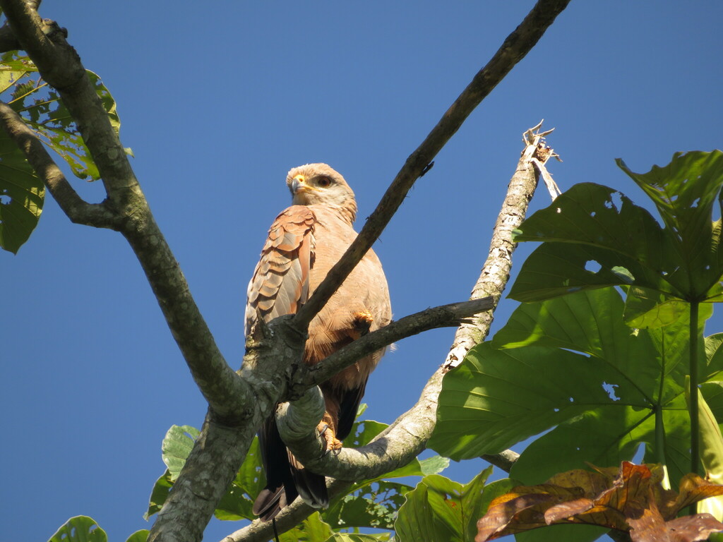 Gavilán Cangrejero Colorado