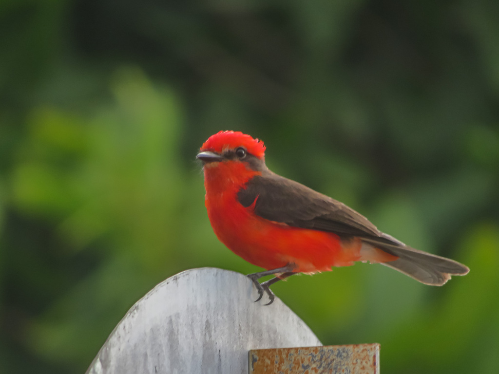 Titiribí Pechirrojo