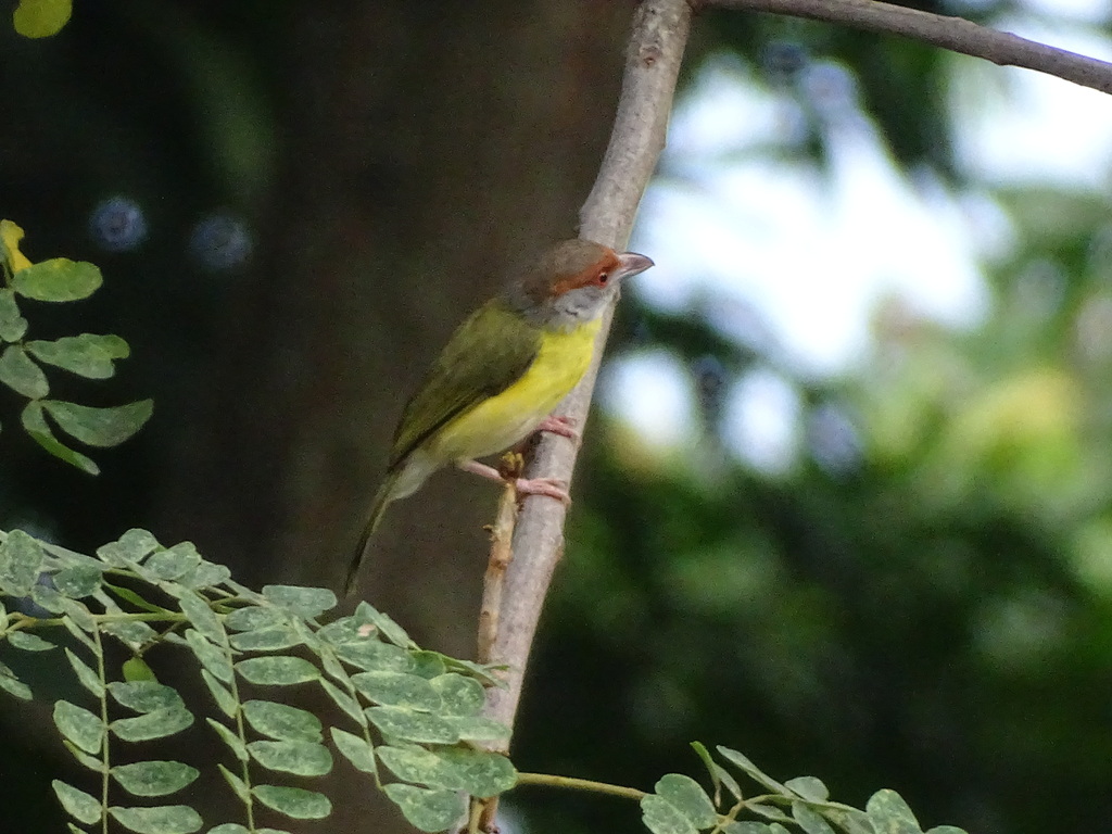 Tiranuelo Saltarroyo