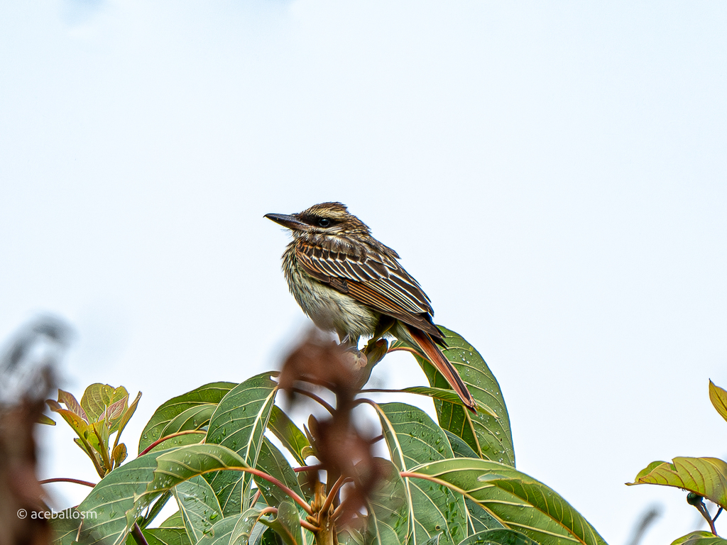 Papamoscas Rayado Cheje