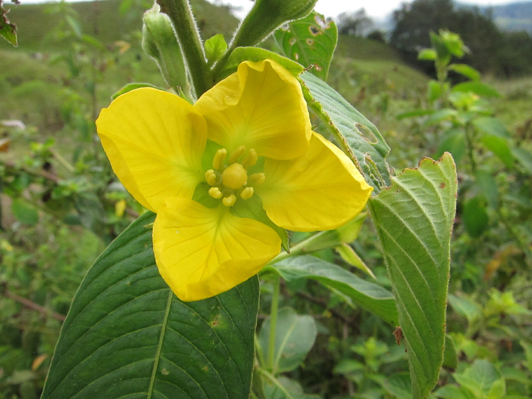 Clavitos o Duraznillos de Agua