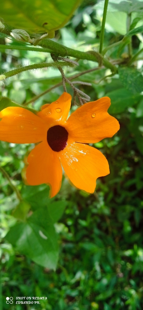 Aretillos, Onagras Y Parientes 