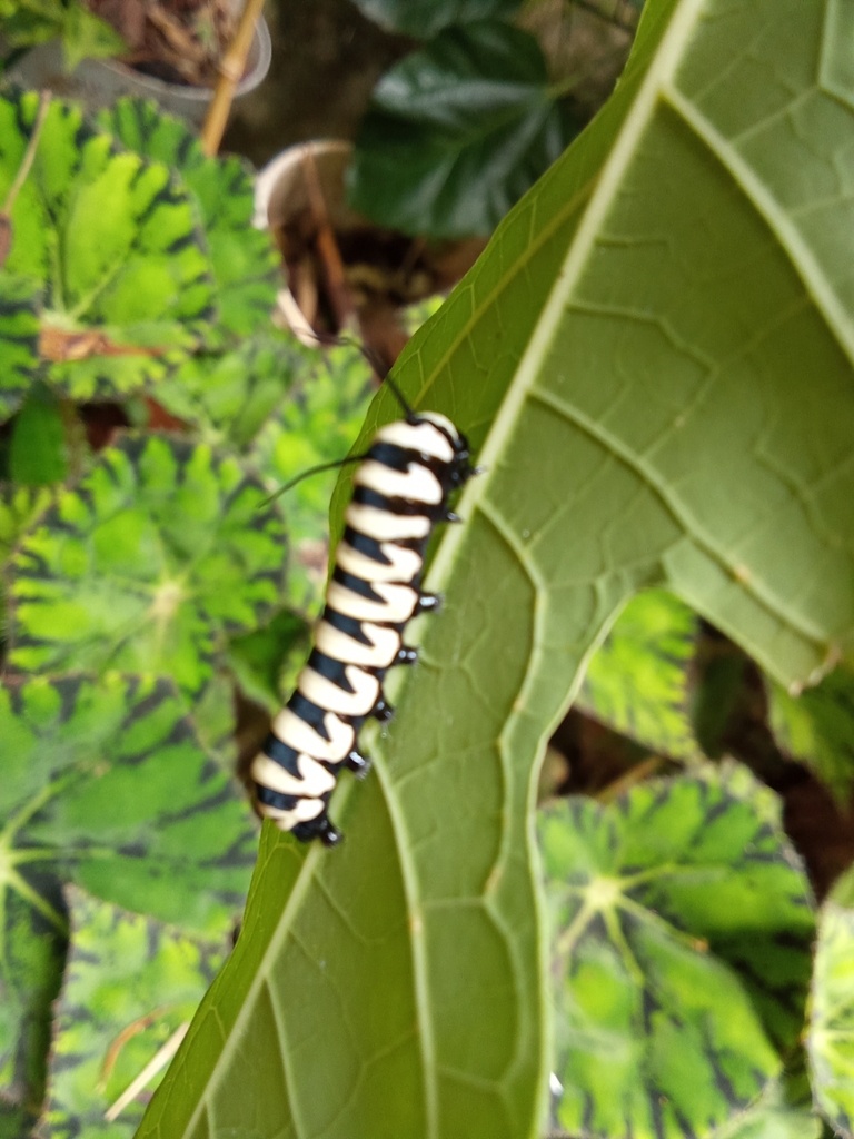 Mariposa Mimetica Alas de Tigre Reina