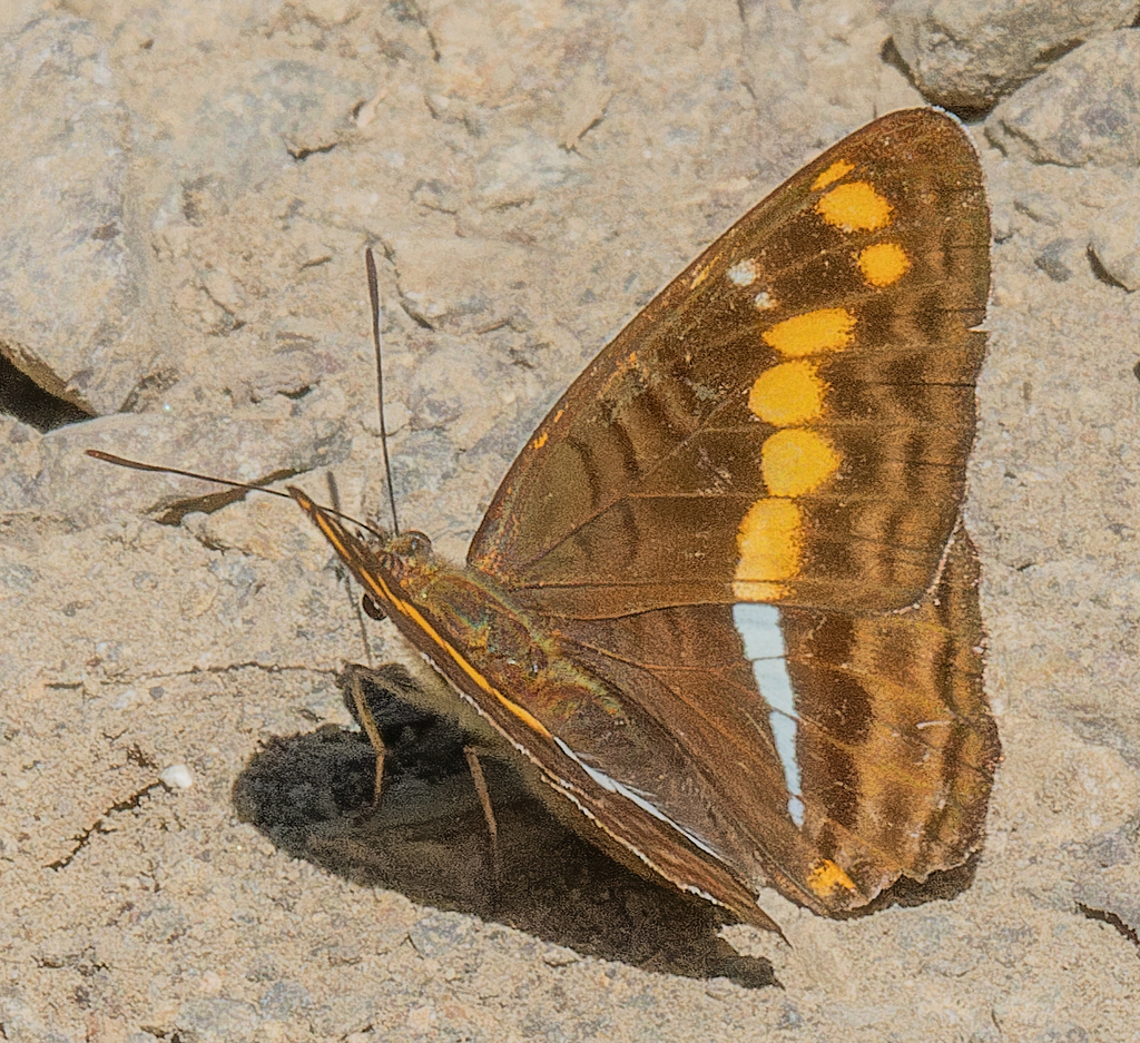 Adelpha justina
