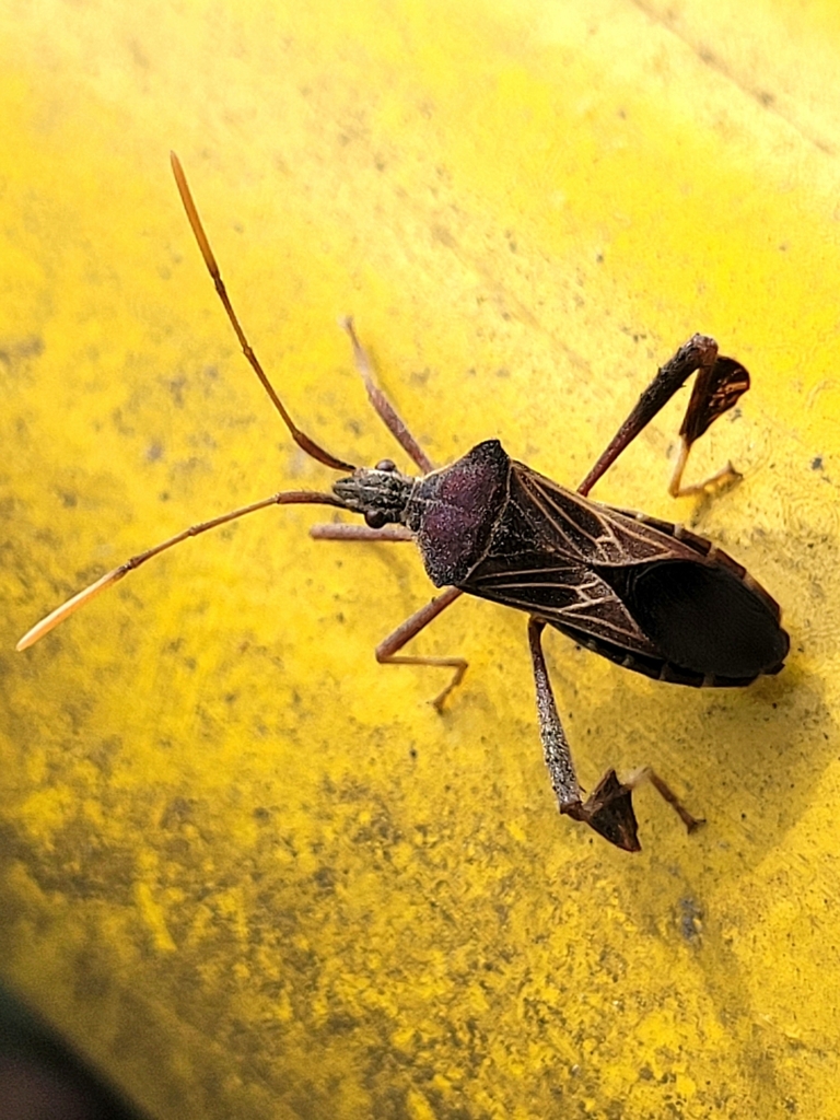 género Leptoglossus