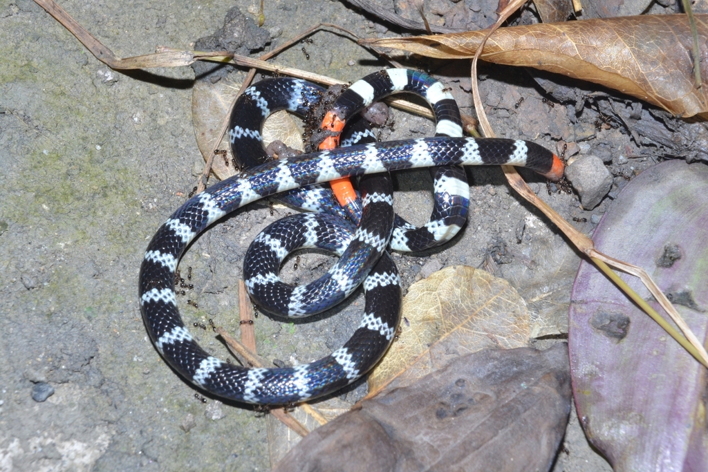 Rabo de Ají Oriental